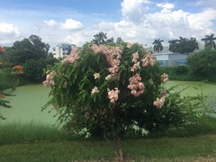 Mussaenda