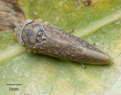 Graphocephala confluens