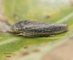 Graphocephala confluens