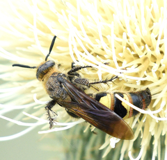 Dielis plumipes confluenta