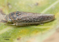 Graphocephala confluens