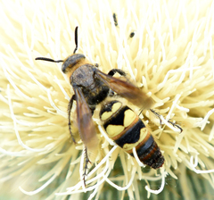 Dielis plumipes confluenta