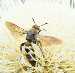 Dielis plumipes confluenta