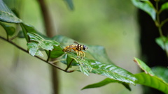 Milesia sinensis