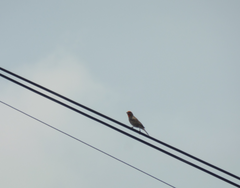 Haemorhous mexicanus