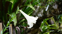 Lilium brownii
