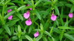 Impatiens chinensis