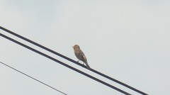 Haemorhous mexicanus