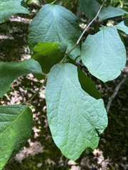 Styrax grandifolius