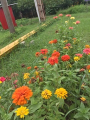 Zinnia elegans