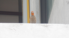 Haemorhous mexicanus