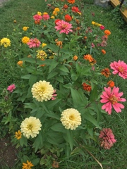 Zinnia elegans