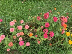 Zinnia elegans