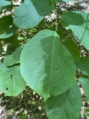 Styrax grandifolius