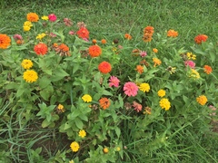 Zinnia elegans