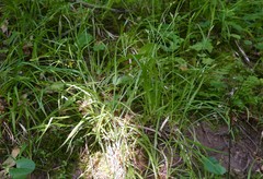Carex oligocarpa