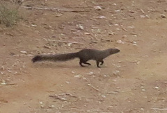 Herpestes pulverulentus