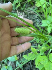Carex typhina