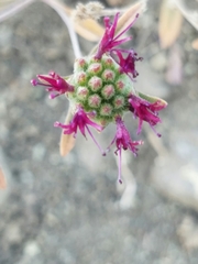 Monardella douglasii