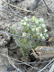 Cnidoscolus maculatus