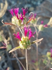 Monardella douglasii