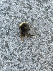 Bombus
