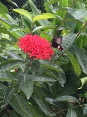Papilio polytes