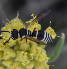 Pseudepipona herrichii