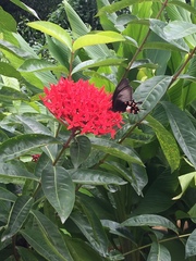 Papilio polytes