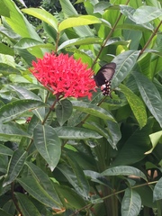 Papilio polytes