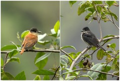 Pachyramphus validus