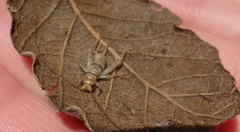 Gryllodes sigillatus