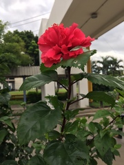 Hibiscus rosa-sinensis