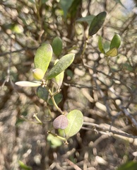 Alyxia sinensis