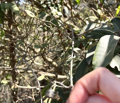 Alyxia sinensis