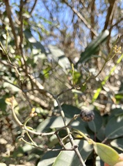 Alyxia sinensis