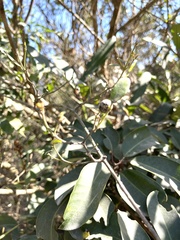 Alyxia sinensis