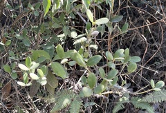 Alyxia sinensis