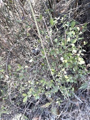 Alyxia sinensis