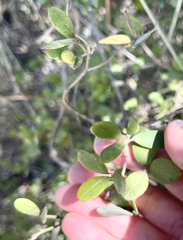 Alyxia sinensis