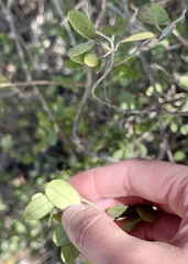 Alyxia sinensis