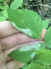 Macrosaccus morrisella