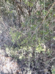 Alyxia sinensis
