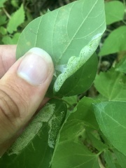 Macrosaccus morrisella