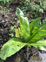 Lysichiton