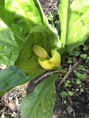 Lysichiton