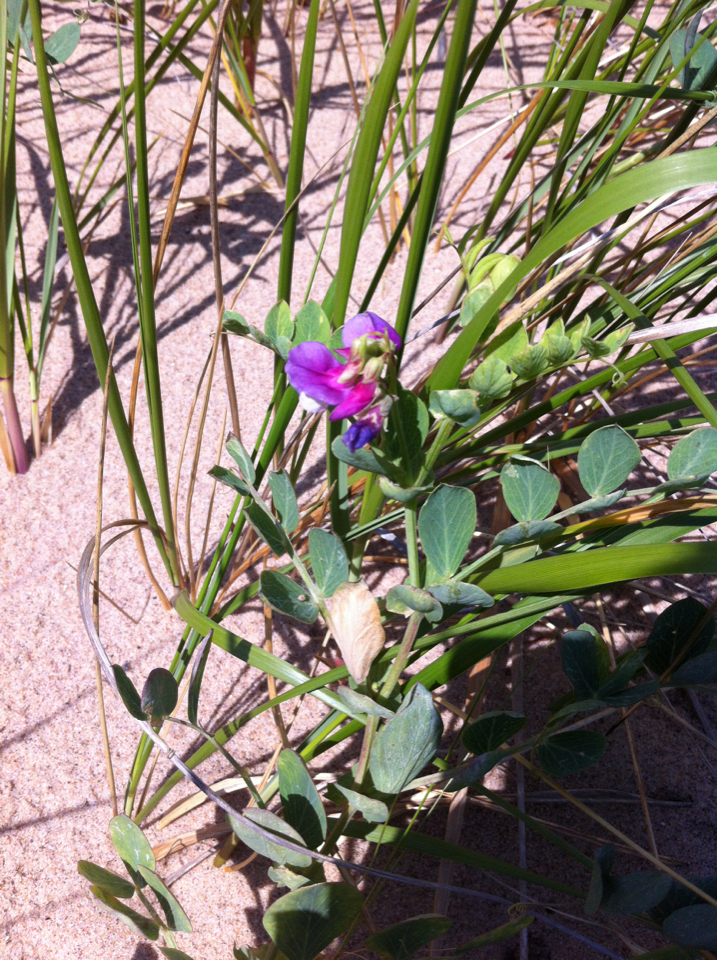 Lathyrus japonicus var. japonicus