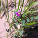 Lathyrus japonicus japonicus - Photo (c) Charlie Hohn, algunos derechos reservados (CC BY), subido por Charlie Hohn