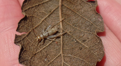 Gryllodes sigillatus