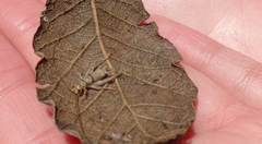 Gryllodes sigillatus